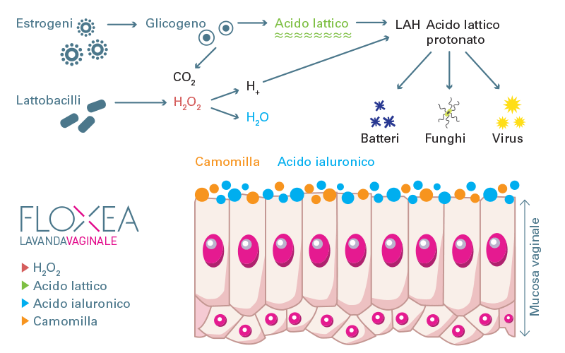 Floxea-lavandagrafico